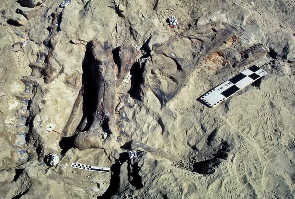 Excavation of Allosaurus "Big Al" in 1991. The skull is at upper right. Courtesy of the Bureau of Land Management Wyoming and the Museum of the Rockies.